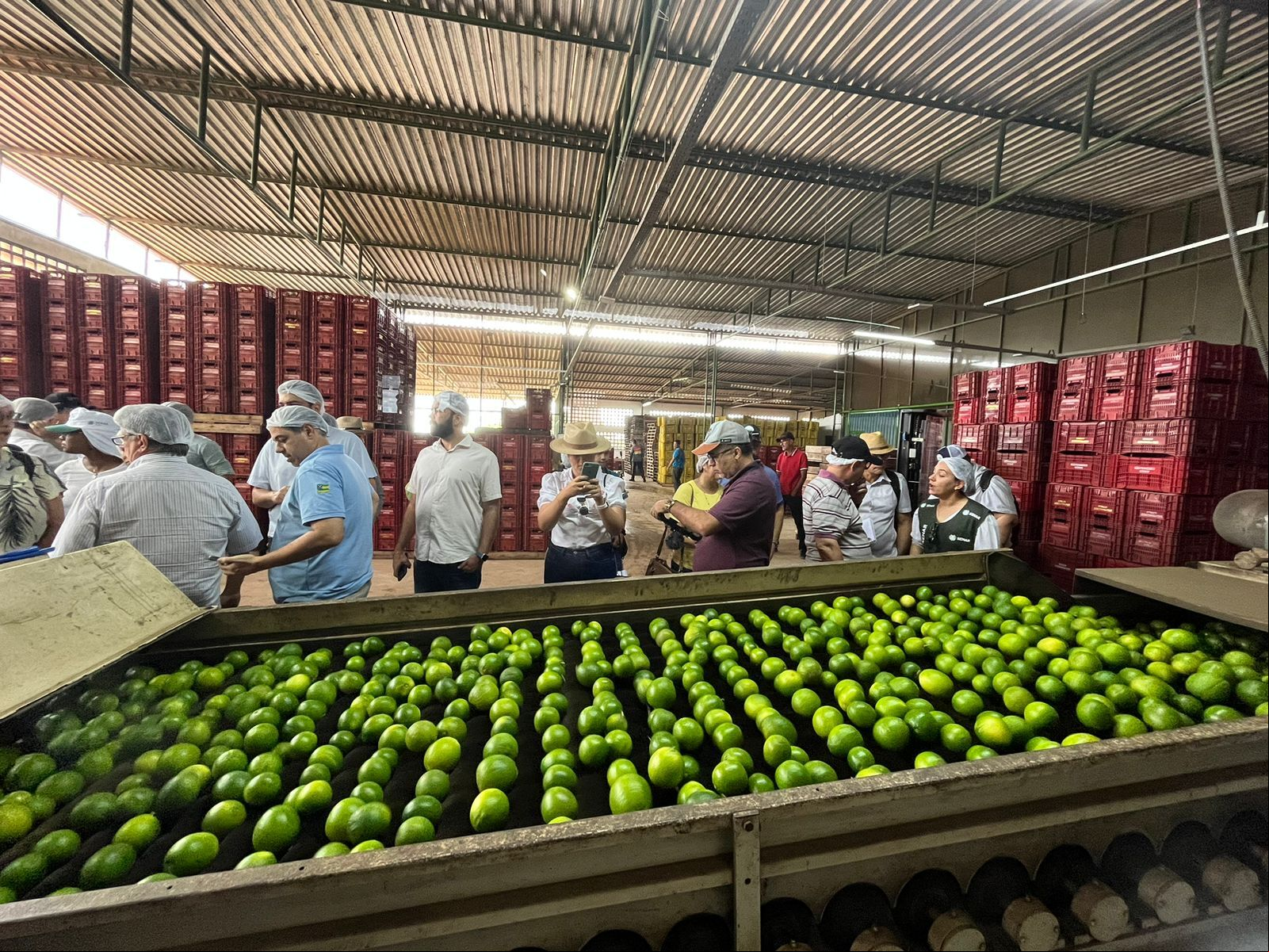 Produção de limão Os jornalistas conheceram de perto todo o processo de produção, lavagem e embalagem