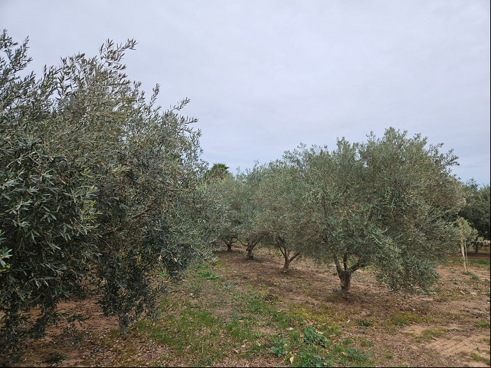 Produção de azeitonas na Espanha