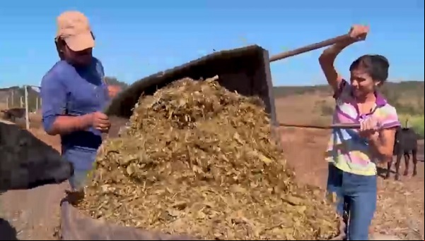 Produtor Danilo Carvalho e a esposa Iara cuidam da alimentação do gado. Produtor Danilo Carvalho e a esposa Iara cuidam da alimentação do gado.