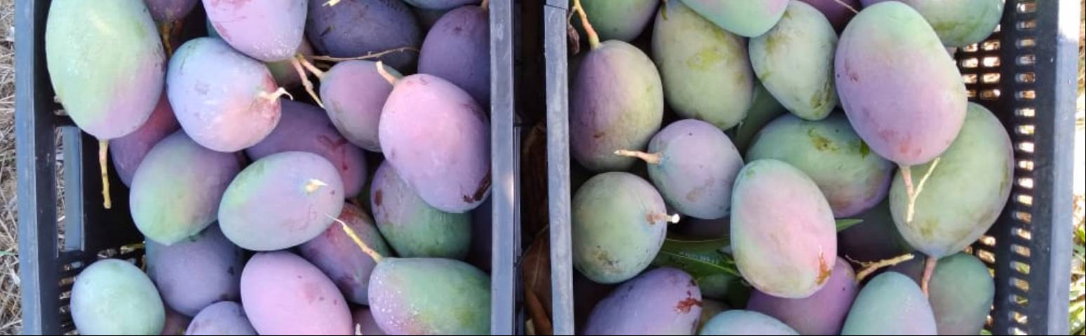 Producao de manga no Norte de MG ganha reforco com A Te G DESTAQUE