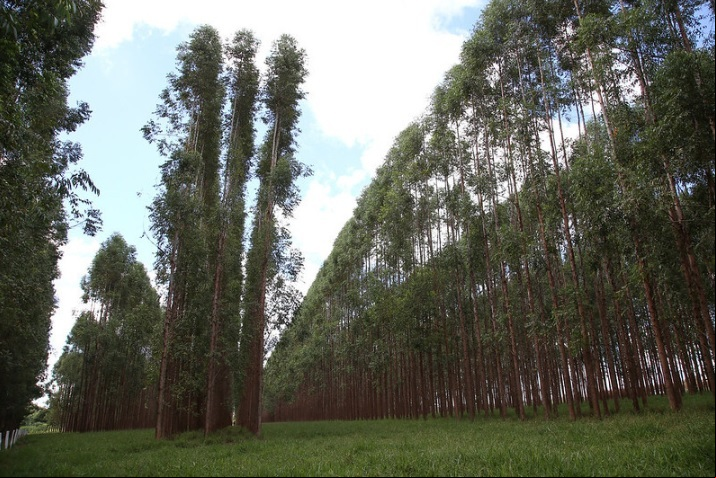 Floresta