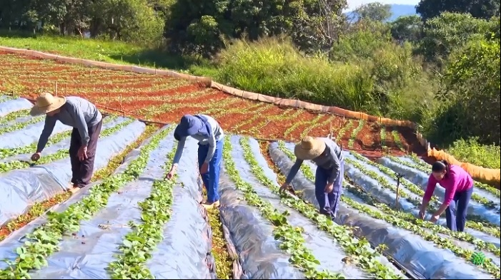 Morango