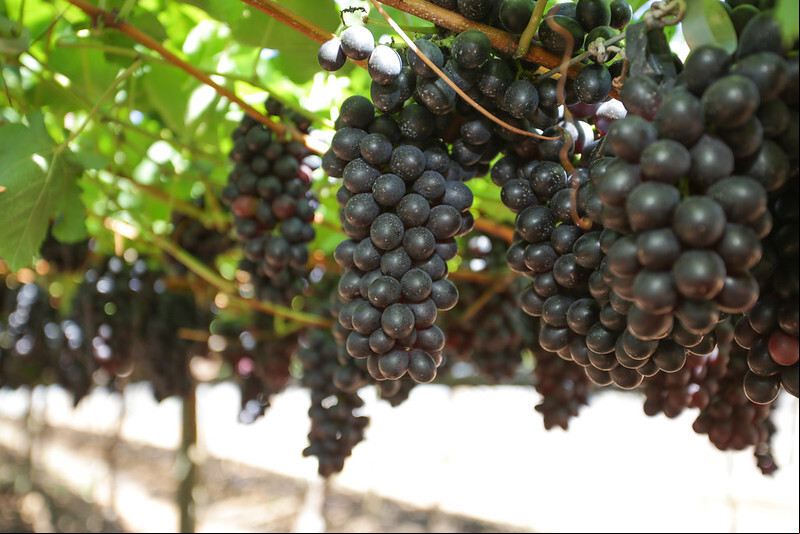 Uva vinho cs