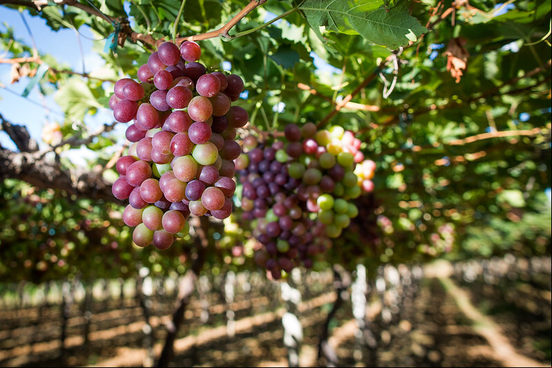 Uvas