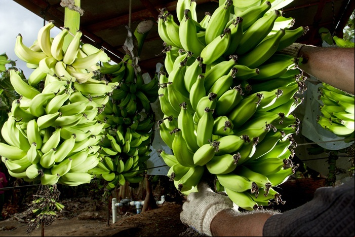 Produtor de banana